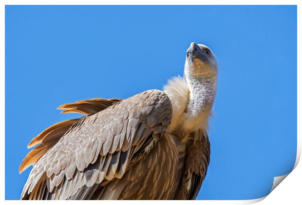 Eurasian griffon vulture Print by Arterra 