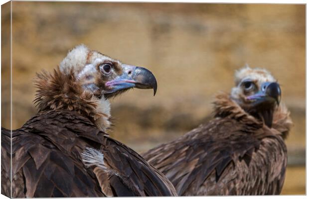 Two Monk Vultures Canvas Print by Arterra 