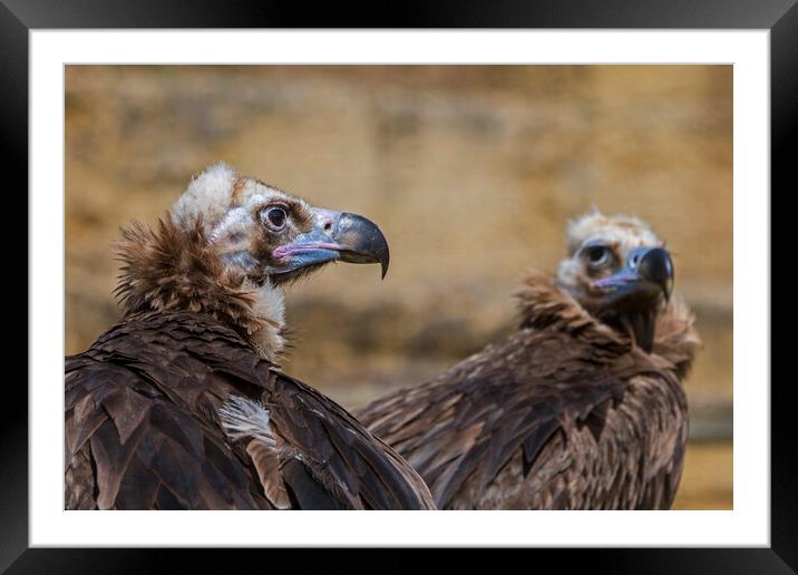 Two Monk Vultures Framed Mounted Print by Arterra 