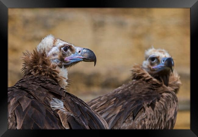 Two Monk Vultures Framed Print by Arterra 
