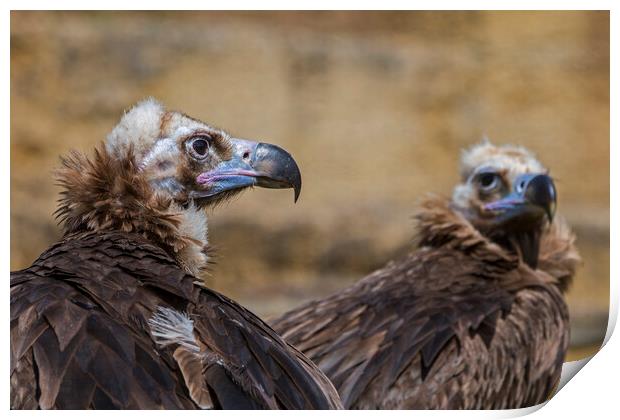Two Monk Vultures Print by Arterra 