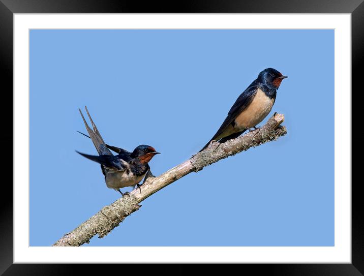 Two Barn Swallows Framed Mounted Print by Arterra 