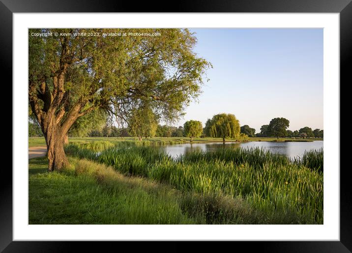 Sunsetting light hitting the tree and reeds on pond Framed Mounted Print by Kevin White