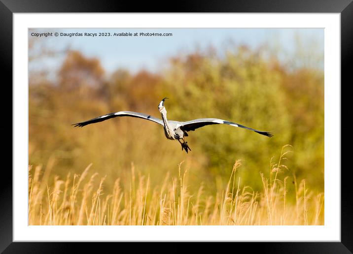 Grey heron landing to nest in the reeds Framed Mounted Print by Daugirdas Racys