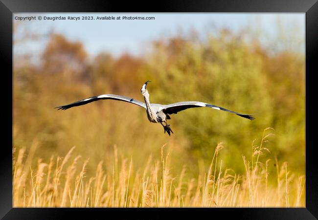 Grey heron landing to nest in the reeds Framed Print by Daugirdas Racys