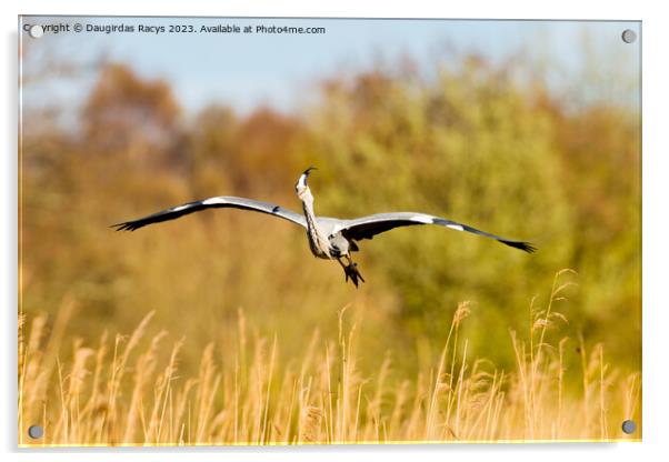 Grey heron landing to nest in the reeds Acrylic by Daugirdas Racys