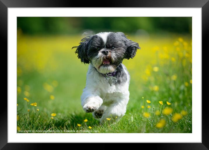 Shih Tzu Running Through Buttercups Framed Mounted Print by Amanda Elwell