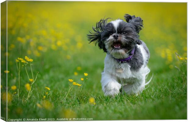 Happy Dog Running Through Buttercups Canvas Print by Amanda Elwell