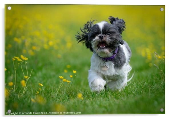 Happy Dog Running Through Buttercups Acrylic by Amanda Elwell