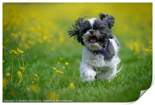 Happy Dog Running Through Buttercups Print by Amanda Elwell