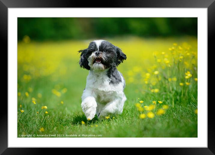 Dog Running Through Butercup Flowers Framed Mounted Print by Amanda Elwell