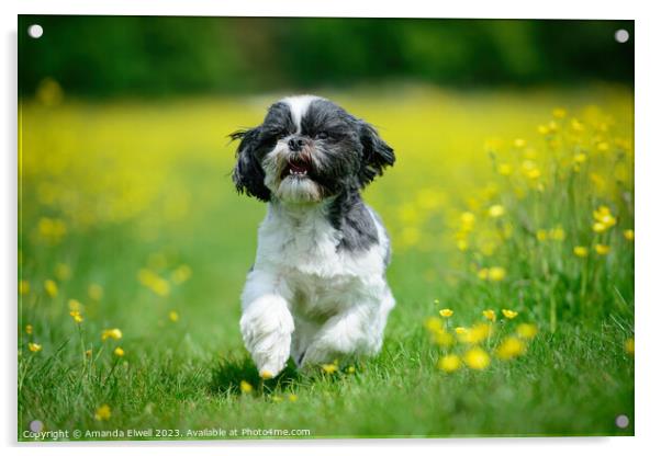 Dog Running Through Butercup Flowers Acrylic by Amanda Elwell