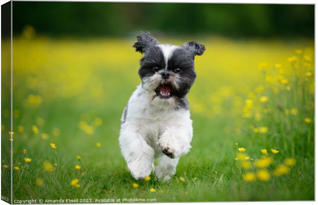 Happy Puppy Running In Meadow Canvas Print by Amanda Elwell