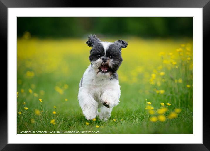 Happy Puppy Running In Meadow Framed Mounted Print by Amanda Elwell