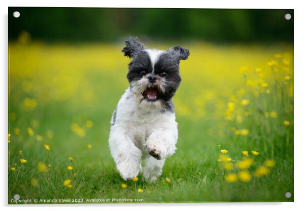 Happy Puppy Running In Meadow Acrylic by Amanda Elwell