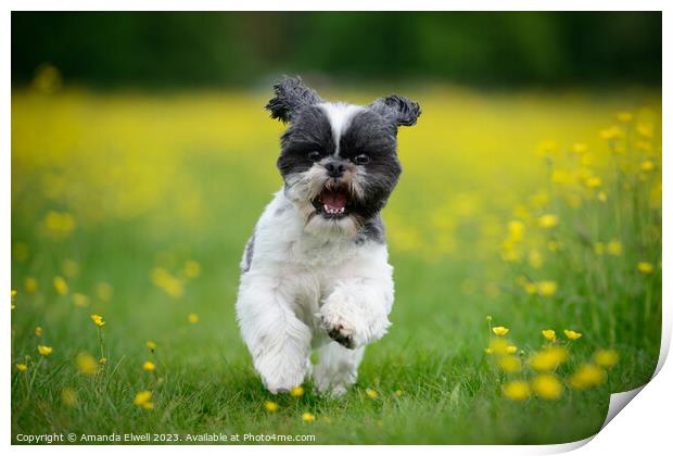 Happy Puppy Running In Meadow Print by Amanda Elwell