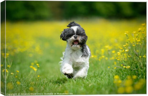 Shih Tzu Puppy Dog Running In Buttercups Canvas Print by Amanda Elwell