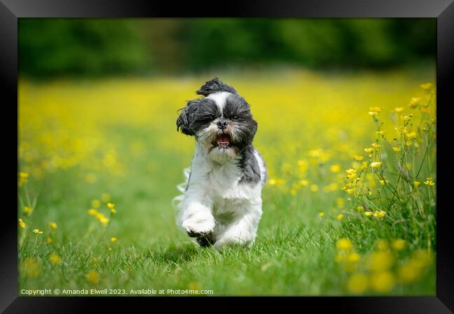 Shih Tzu Puppy Dog Running In Buttercups Framed Print by Amanda Elwell