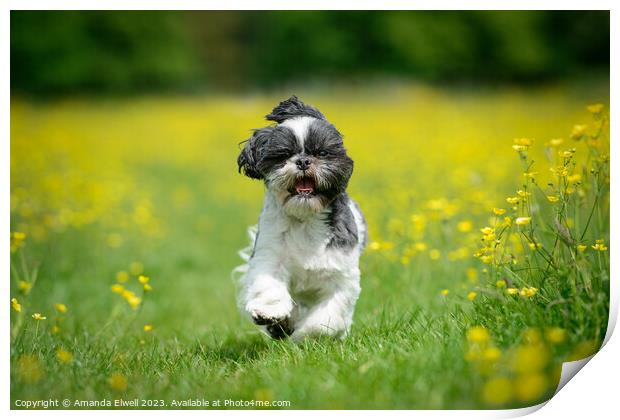 Shih Tzu Puppy Dog Running In Buttercups Print by Amanda Elwell