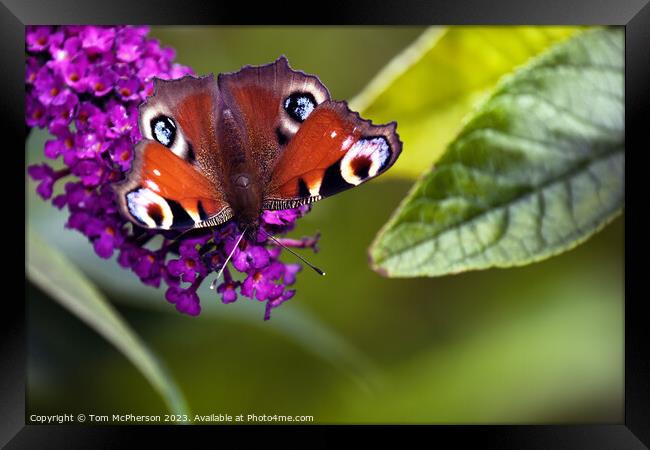 Vibrant Peacock Butterfly Framed Print by Tom McPherson