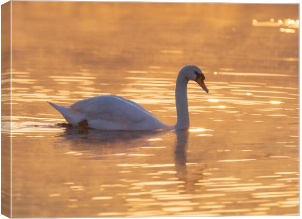 Graceful Swan on a Serene Lake at sunset. Canvas Print by Tommy Dickson