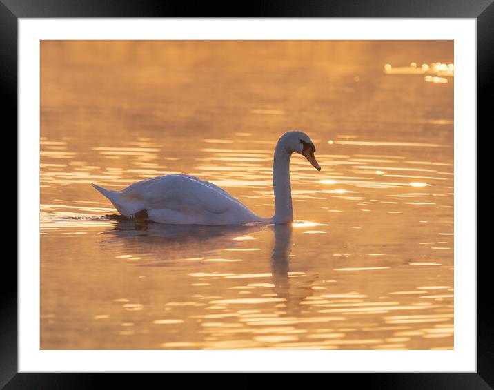 Graceful Swan on a Serene Lake at sunset. Framed Mounted Print by Tommy Dickson