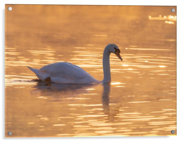 Graceful Swan on a Serene Lake at sunset. Acrylic by Tommy Dickson