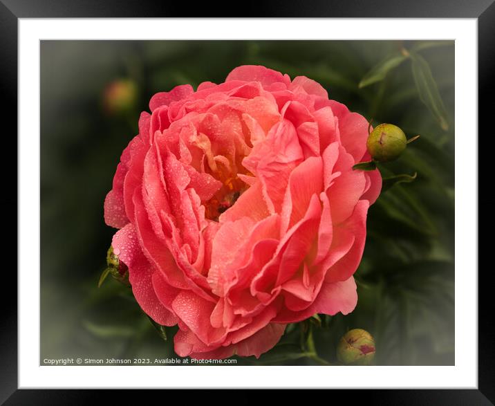 Perfect peony   Framed Mounted Print by Simon Johnson