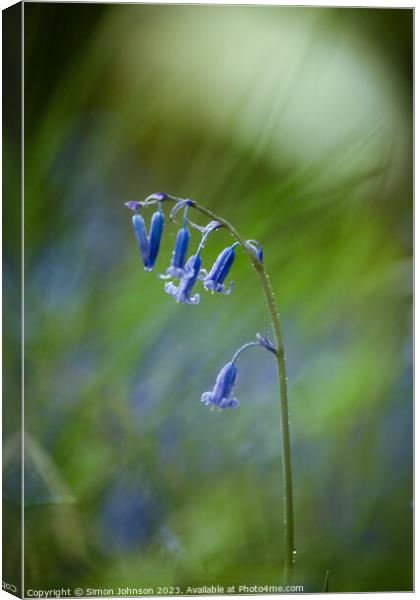 A close up of a bluebell Canvas Print by Simon Johnson