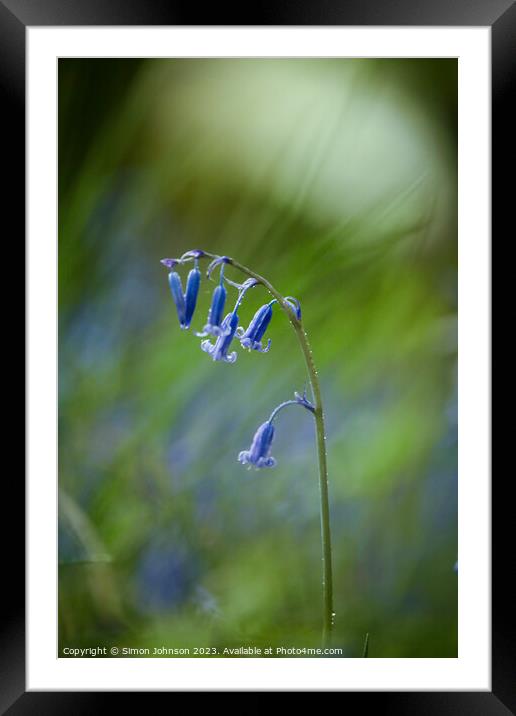 A close up of a bluebell Framed Mounted Print by Simon Johnson