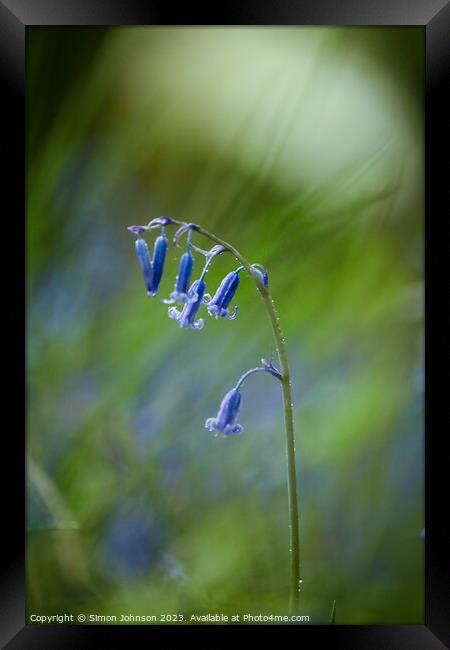 A close up of a bluebell Framed Print by Simon Johnson
