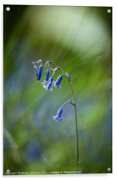 A close up of a bluebell Acrylic by Simon Johnson