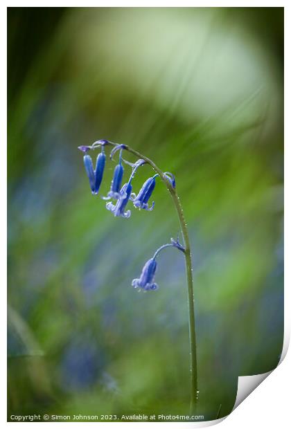 A close up of a bluebell Print by Simon Johnson