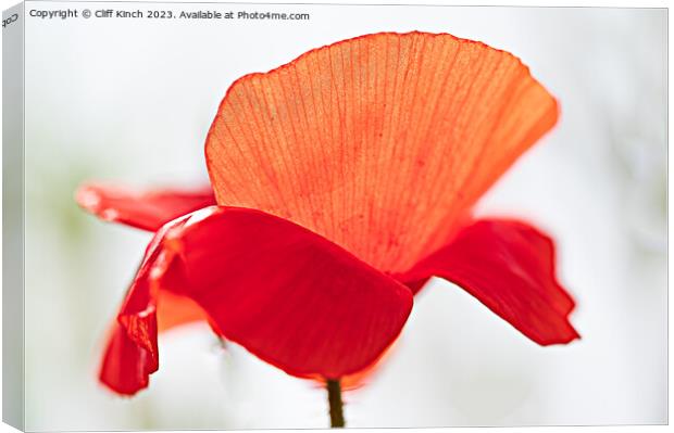 Poppy Canvas Print by Cliff Kinch
