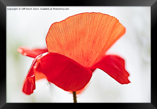 Poppy Framed Print by Cliff Kinch