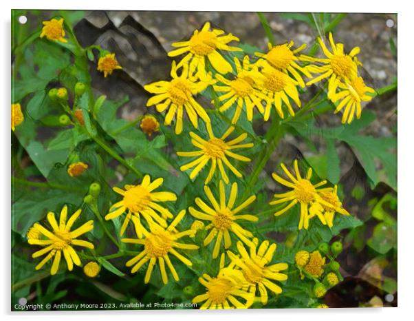 Daisies 1 Acrylic by Anthony Moore