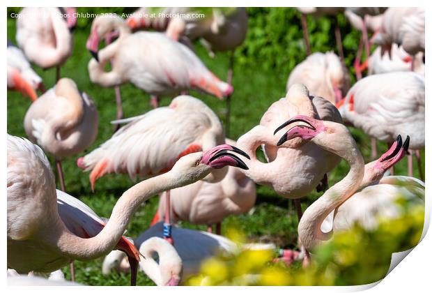 Group of Greater flamingo (Phoenicopterus roseus) Print by Lubos Chlubny