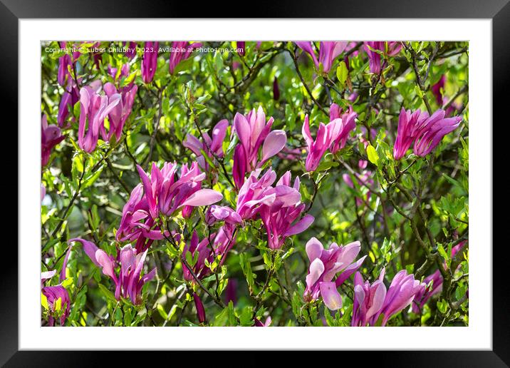 Magnolia tree blossom in springtime Framed Mounted Print by Lubos Chlubny