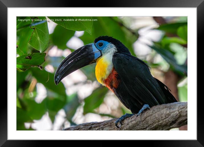 Channel-billed Toucan (Ramphastos vitellinus) stands on the tree Framed Mounted Print by Lubos Chlubny