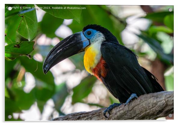 Channel-billed Toucan (Ramphastos vitellinus) stands on the tree Acrylic by Lubos Chlubny