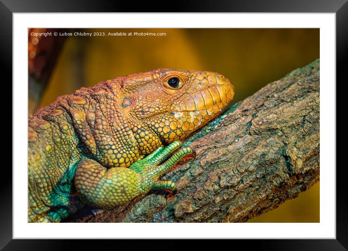 Northern Caiman Lizard on the trunk, Dracaena guianensis Framed Mounted Print by Lubos Chlubny