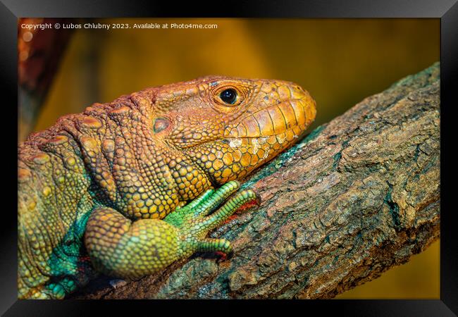 Northern Caiman Lizard on the trunk, Dracaena guianensis Framed Print by Lubos Chlubny