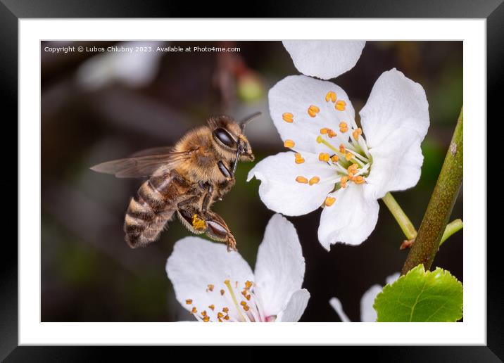Flying bee collects pollen on the flowers of a tree Framed Mounted Print by Lubos Chlubny