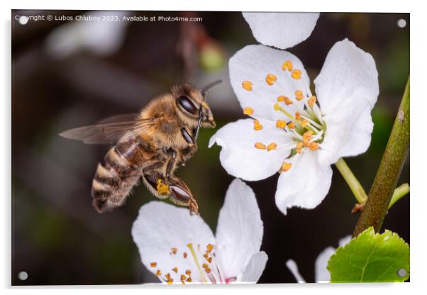 Flying bee collects pollen on the flowers of a tree Acrylic by Lubos Chlubny