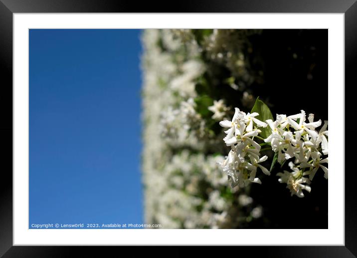 White flowers against a blue sky Framed Mounted Print by Lensw0rld 