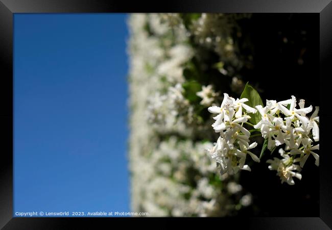 White flowers against a blue sky Framed Print by Lensw0rld 