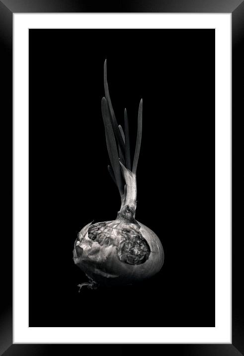 Onion Framed Mounted Print by Tom Lloyd