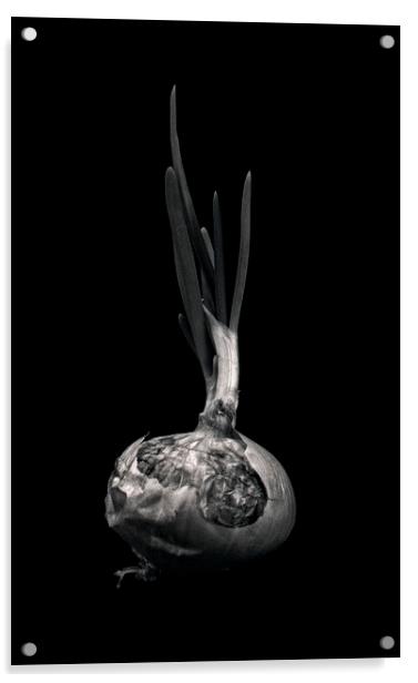 Onion Acrylic by Tom Lloyd