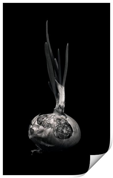 Onion Print by Tom Lloyd