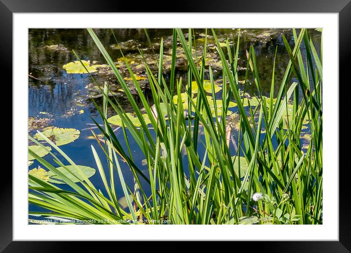 Pool with Lily Pads and Plants Framed Mounted Print by Pamela Reynolds